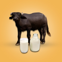Buffalo Milk (1Lr)