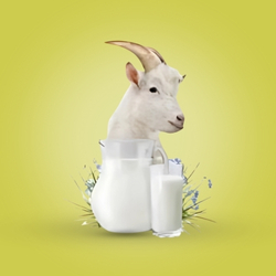 Goat Milk (1 Ltr)