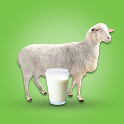 Sheep milk (1 Ltr)