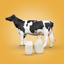 Cow Milk (1 Ltr)